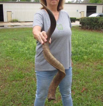 40-3/4" Kudu Horn (NO POST OFFICE (USPS) SHIPPING!!)  