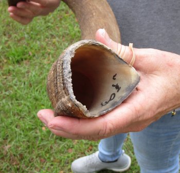 40-3/4" Kudu Horn (NO POST OFFICE (USPS) SHIPPING!!)  