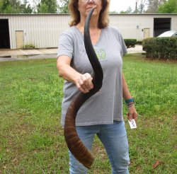 42-1/2" Kudu Horn <font color=red>(NO POST OFFICE (USPS) SHIPPING!!) </font>
