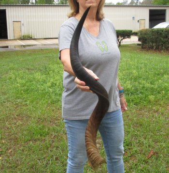 42-1/2" Kudu Horn  (NO POST OFFICE (USPS) SHIPPING!!) 