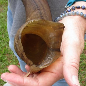 42-1/2" Kudu Horn  (NO POST OFFICE (USPS) SHIPPING!!) 