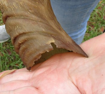 42-1/2" Kudu Horn  (NO POST OFFICE (USPS) SHIPPING!!) 