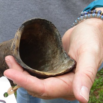 42-1/2" Kudu Horn  (NO POST OFFICE (USPS) SHIPPING!!) 