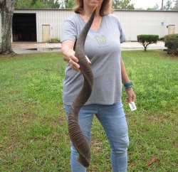 42-1/2" Kudu Horn <font color=red>(NO POST OFFICE (USPS) SHIPPING!!) </font>
