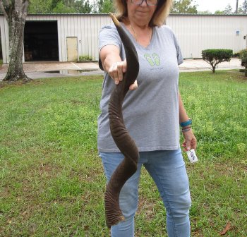 42-1/2" Kudu Horn  (NO POST OFFICE (USPS) SHIPPING!!) 