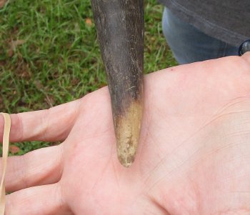 42-1/2" Kudu Horn  (NO POST OFFICE (USPS) SHIPPING!!) 