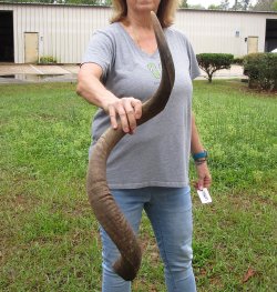 43-3/4" Kudu Horn <font color=red>(NO POST OFFICE (USPS) SHIPPING!!) </font>