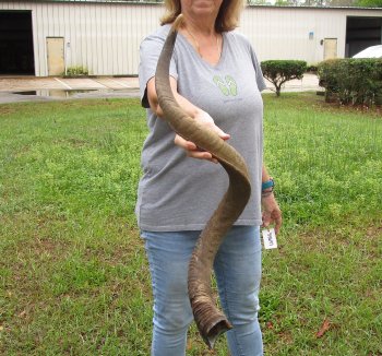 43-3/4" Kudu Horn  (NO POST OFFICE (USPS) SHIPPING!!) 