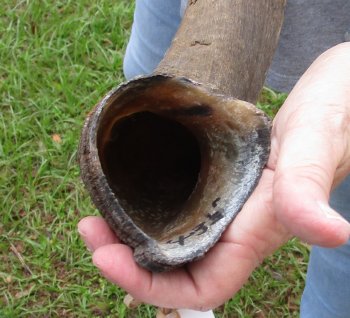 43-3/4" Kudu Horn  (NO POST OFFICE (USPS) SHIPPING!!) 