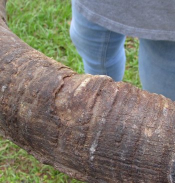 43-3/4" Kudu Horn  (NO POST OFFICE (USPS) SHIPPING!!) 
