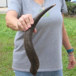 20" Kudu Horn 