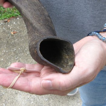 20" Kudu Horn 