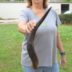 22-1/2" Kudu Horn 