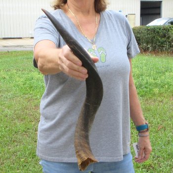 22-1/2" Kudu Horn 