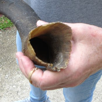 22-1/2" Kudu Horn 