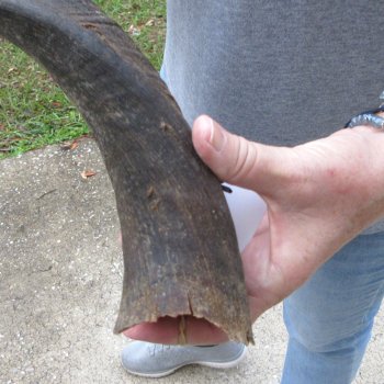22-1/2" Kudu Horn 