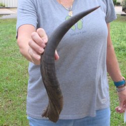 20-1/2" Kudu Horn 