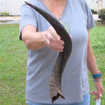 20-1/2" Kudu Horn 