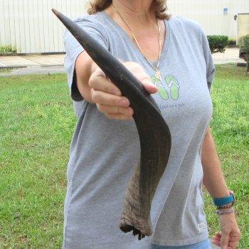 20" Kudu Horn 