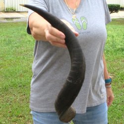 24" Kudu Horn 