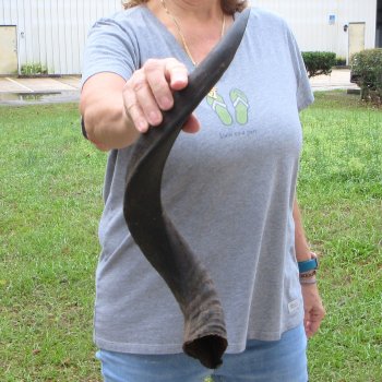 24" Kudu Horn 