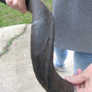 24" Kudu Horn 