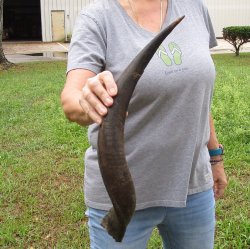 22-1/2" Kudu Horn 