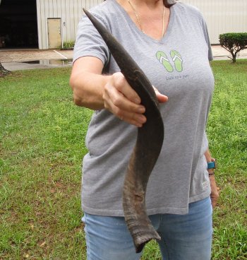 22-1/2" Kudu Horn 
