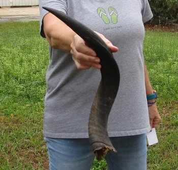 21-1/2" Kudu Horn 