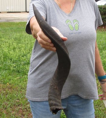 22-1/2" Kudu Horn 