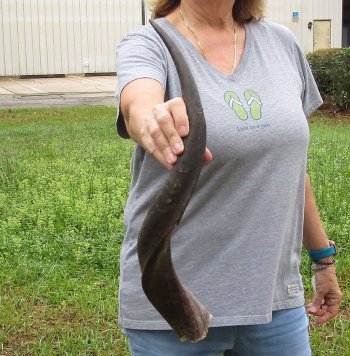 24" Kudu Horn 