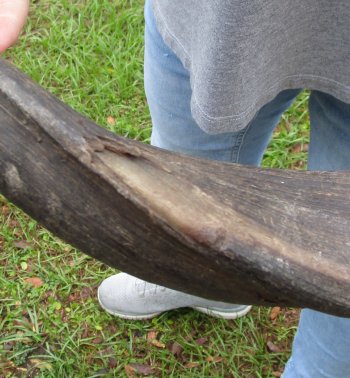24" Kudu Horn 