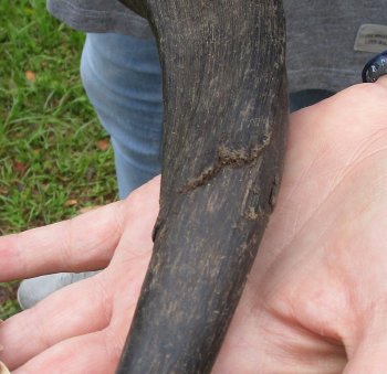 24" Kudu Horn 