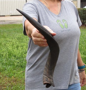 20" Kudu Horn 