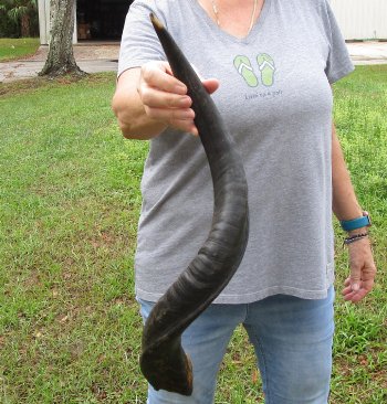 26" Kudu Horn 