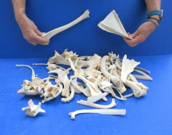 4lb Assorted Bones