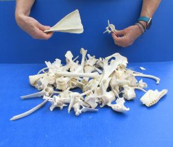 4lb Assorted Bones