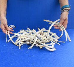 Fifty piece Wild Boar/Deer Ribs 6" to 11" 