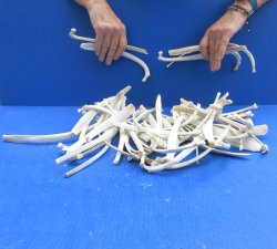 Fifty piece Wild Boar/Deer Ribs 6" to 11" 