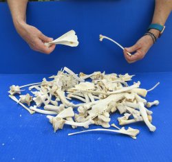 100 Piece Assorted Small Animal Bones 1/4" to 7"