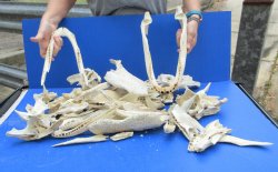 12lb Assorted Alligator Bones 