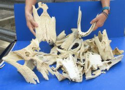 12lb Assorted Alligator Bones 
