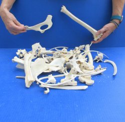 4lb Assorted Bones
