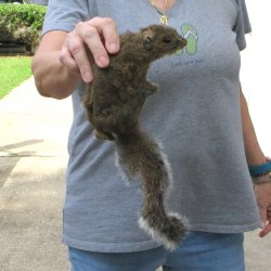  Preserved Full-Body Squirrel 