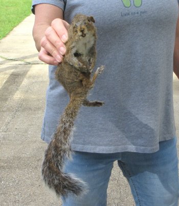  Preserved Full-Body Squirrel 
