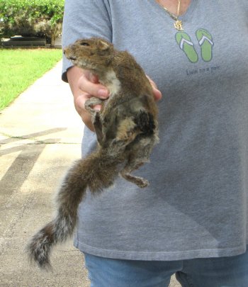  Preserved Full-Body Squirrel 