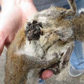  Preserved Full-Body Squirrel 