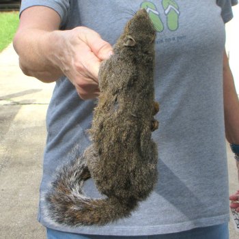  Preserved Full-Body Squirrel 