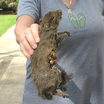  Preserved Full-Body Squirrel 