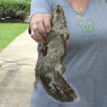  Preserved Full-Body Squirrel 